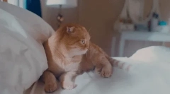 Како да изберете име за шкотска мачка?